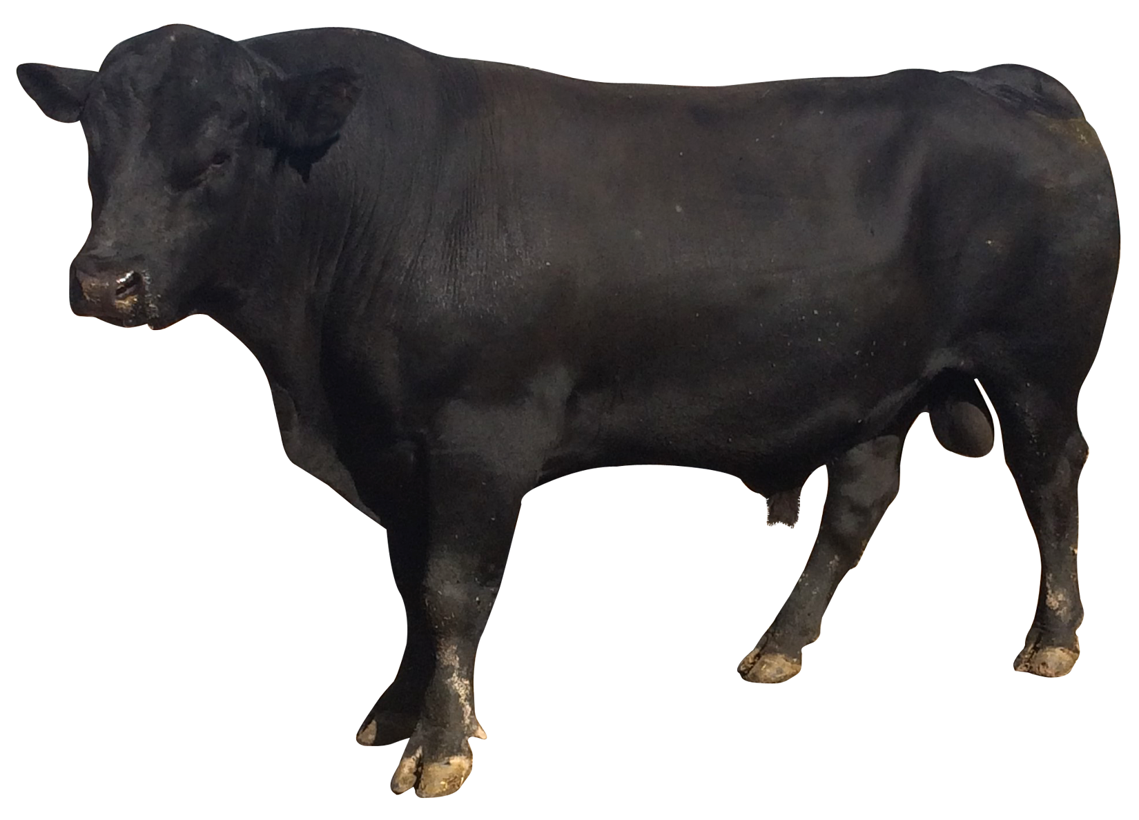 Bull Picture Transparent PNG Image