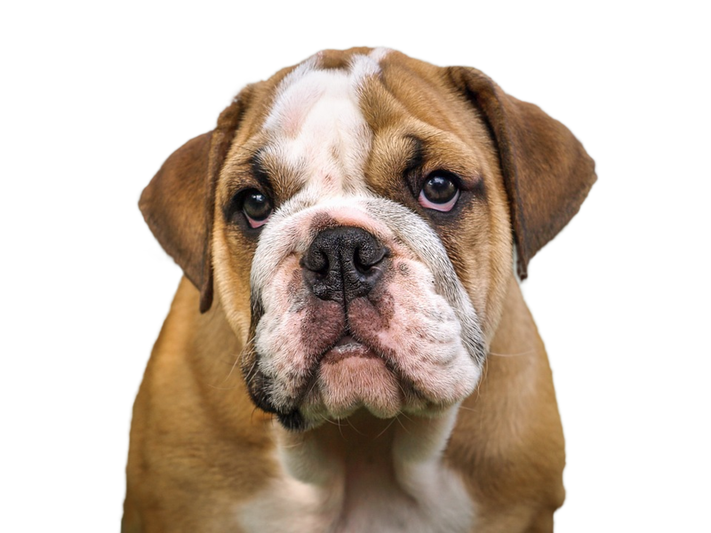 Bulldog PNG Download Free Transparent PNG Image