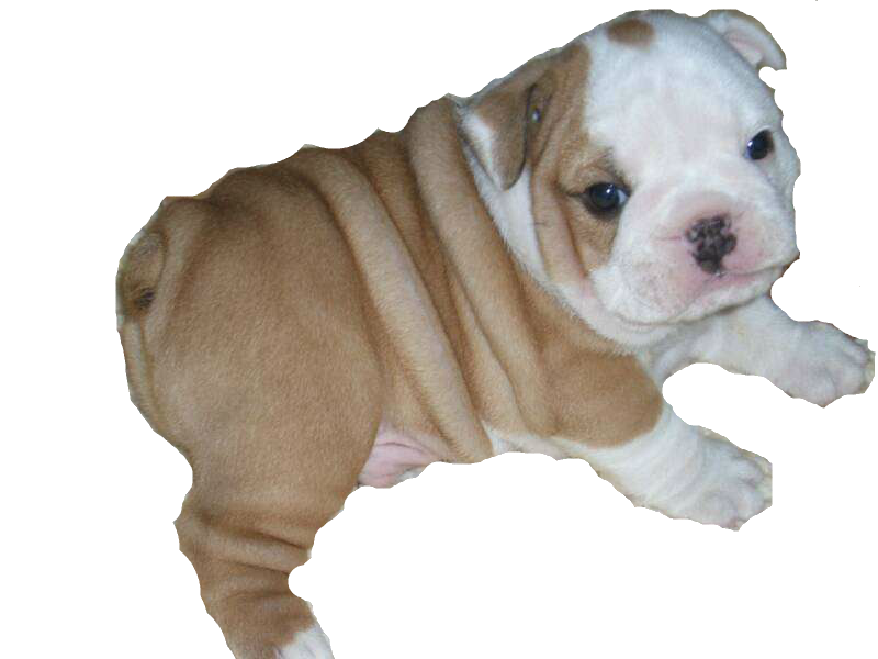 Bulldog Sitting Free Photo Transparent PNG Image