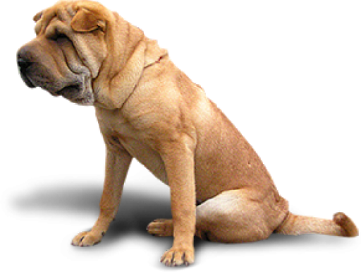 Bulldog Sitting Free Clipart HQ Transparent PNG Image