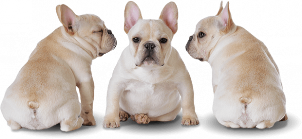 Bulldog Sitting PNG File HD Transparent PNG Image