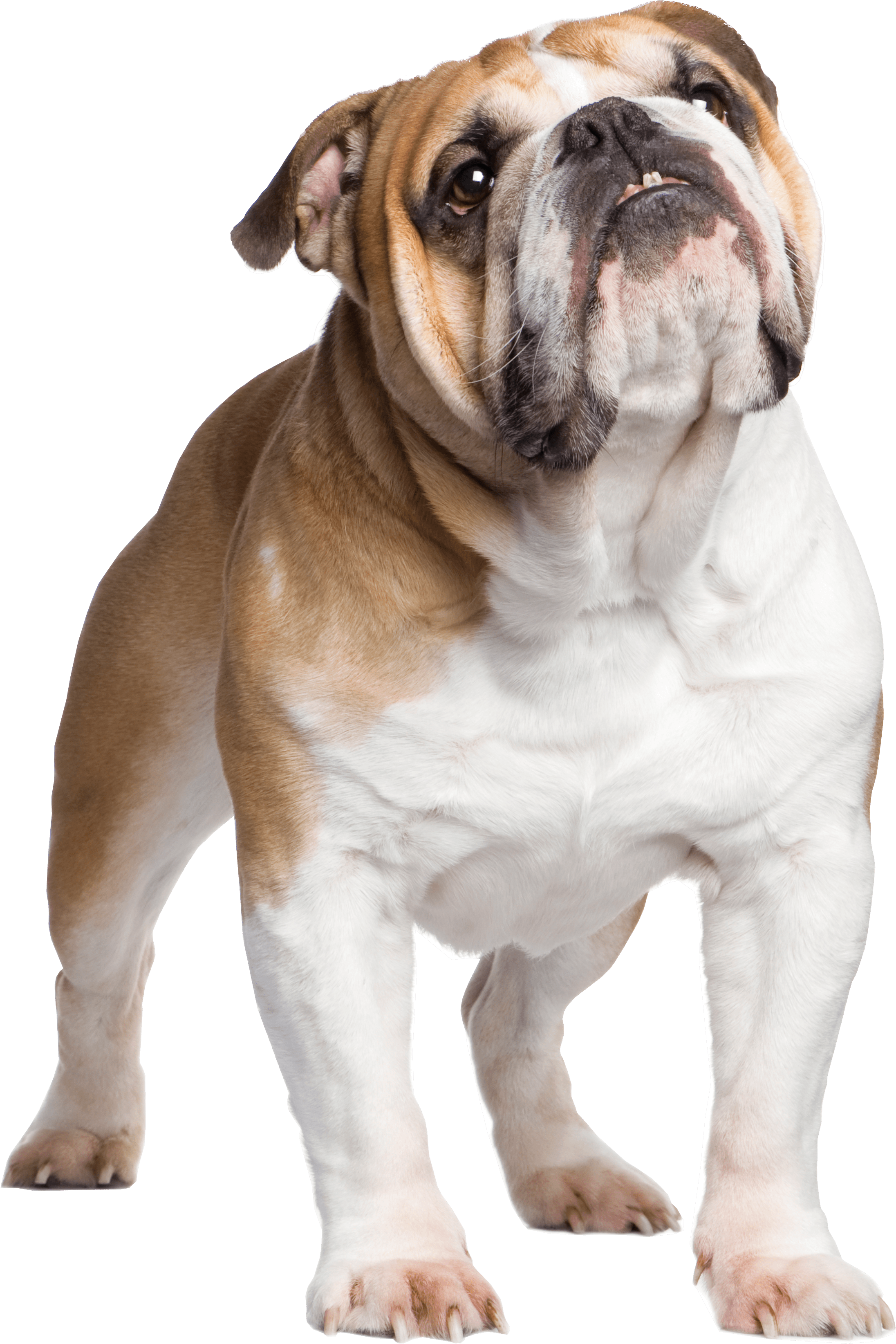 Standing Bulldog PNG Image High Quality Transparent PNG Image