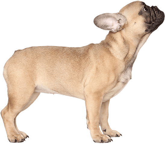 Standing Bulldog Photos Free HD Image Transparent PNG Image