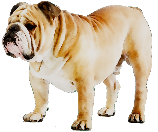 Standing Bulldog PNG File HD Transparent PNG Image