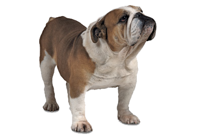 Bulldog Png Image Transparent PNG Image