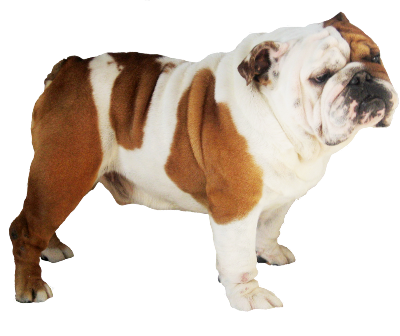 Bulldog Transparent Transparent PNG Image