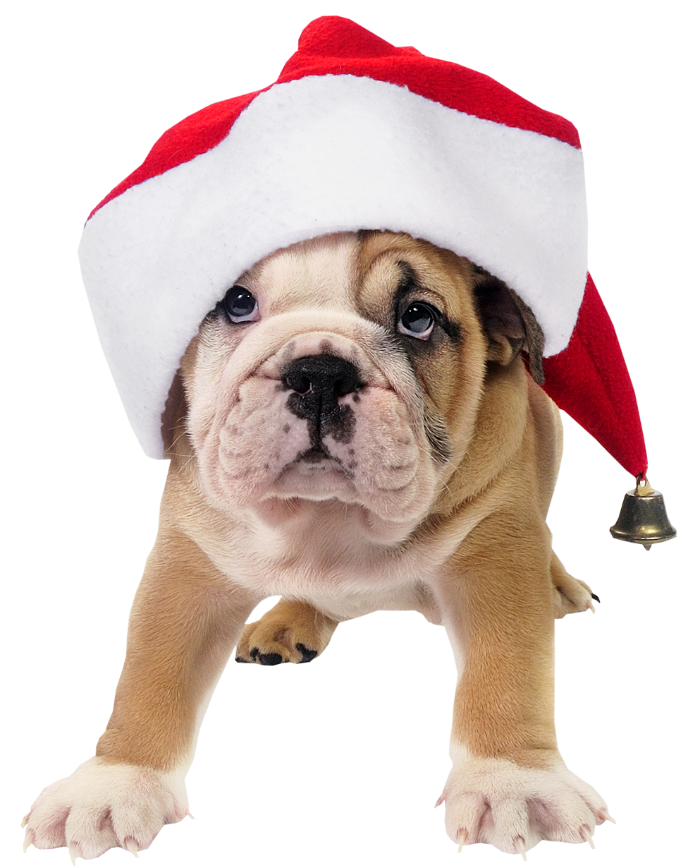 Cute Toy Picture Bulldog Hat Claus Dog Transparent PNG Image