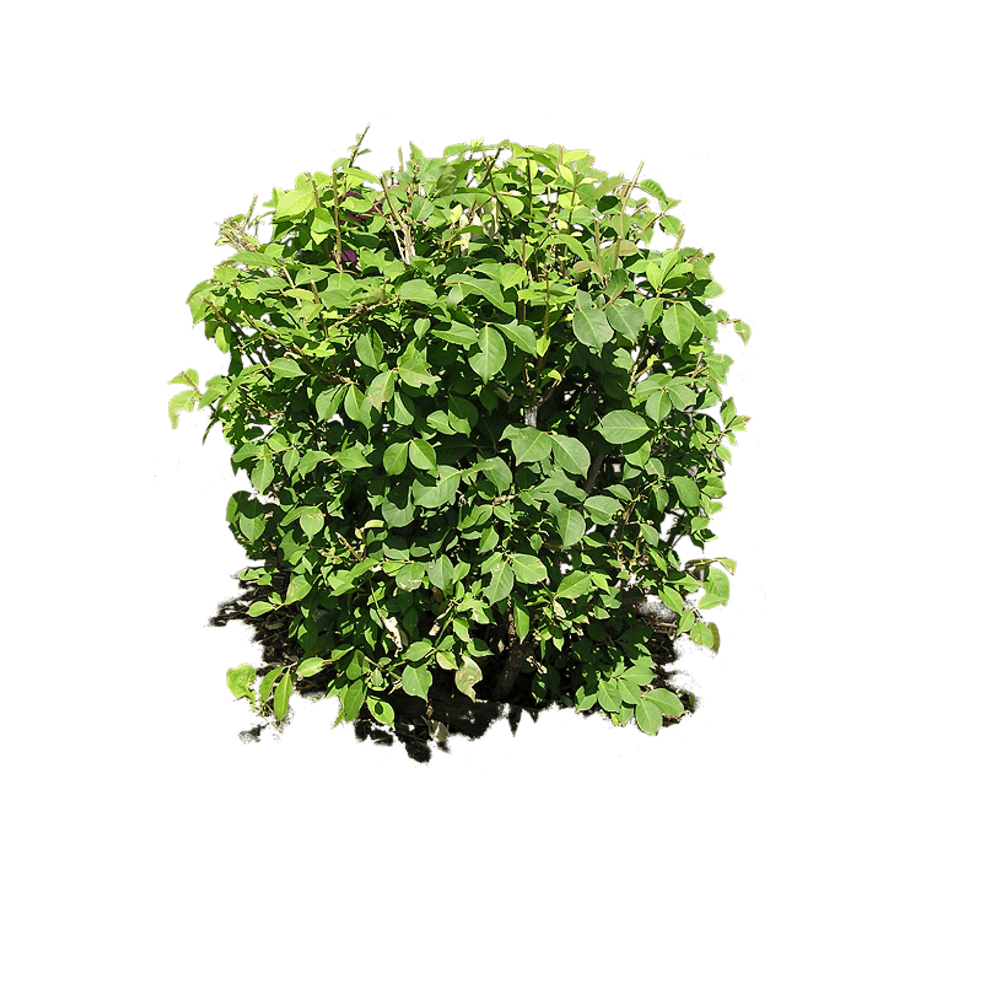 Bush Plant Png Image Transparent PNG Image