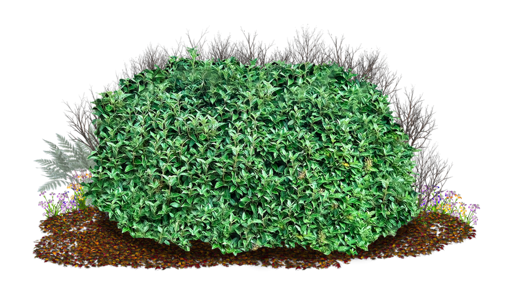 Bush Png Image Transparent PNG Image