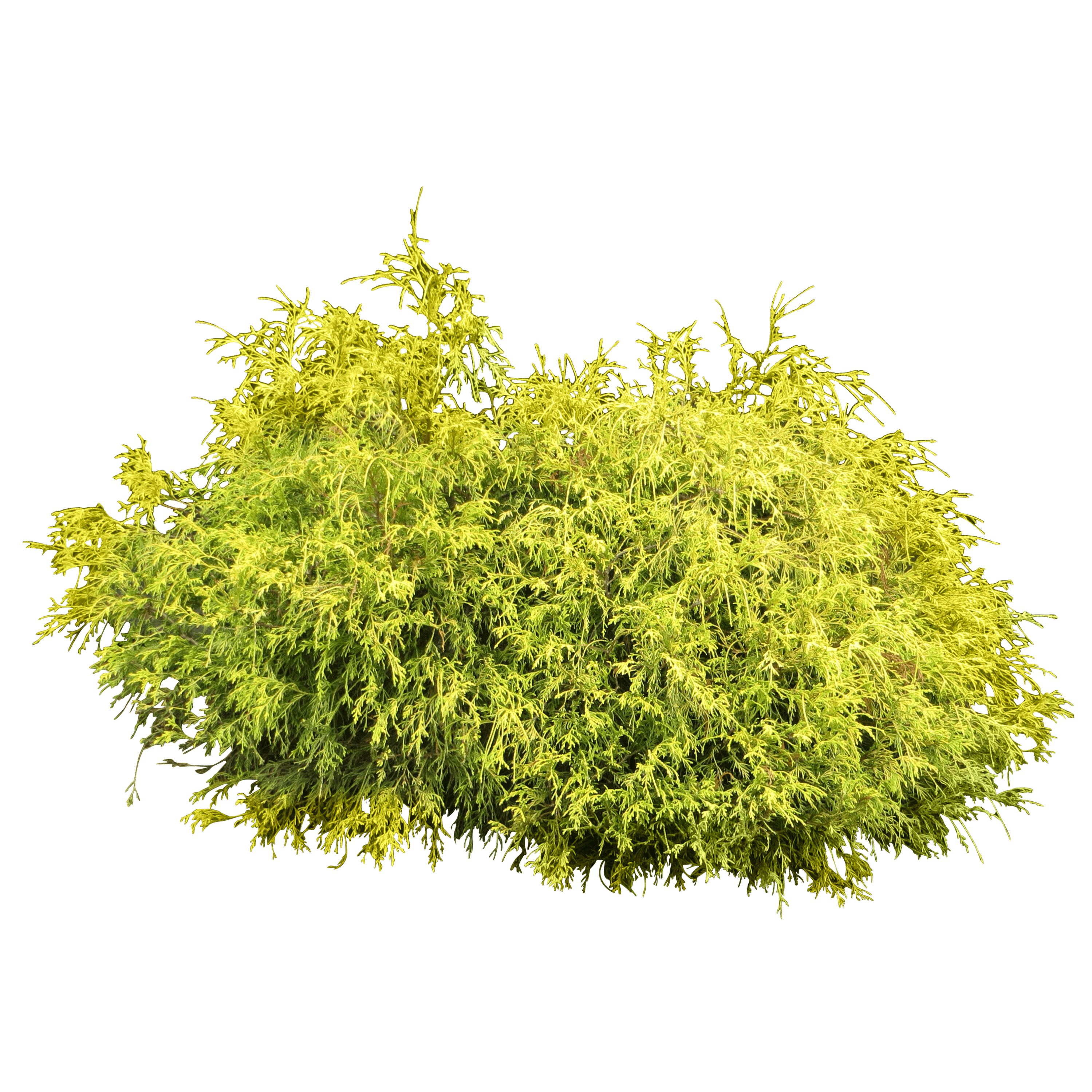 Bush Plant Png Image Transparent PNG Image