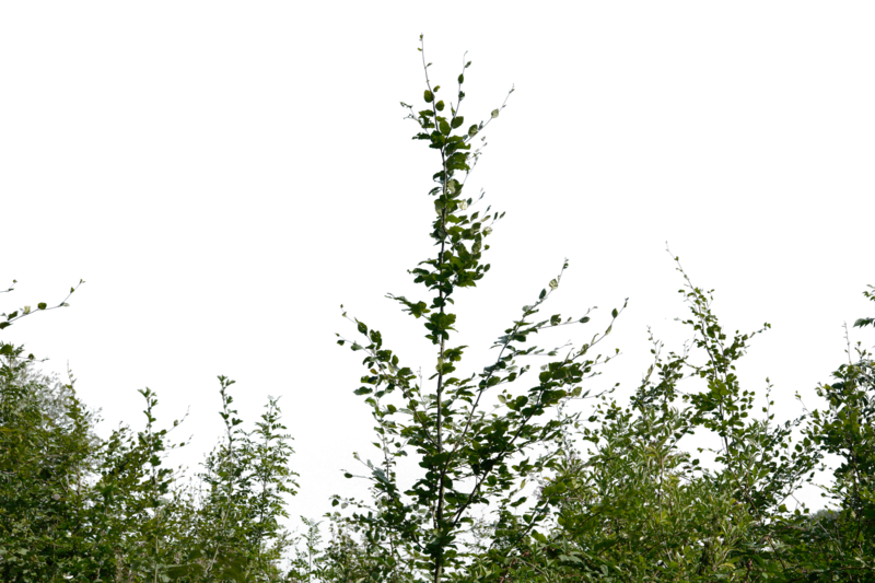 Bushes Transparent Image Transparent PNG Image