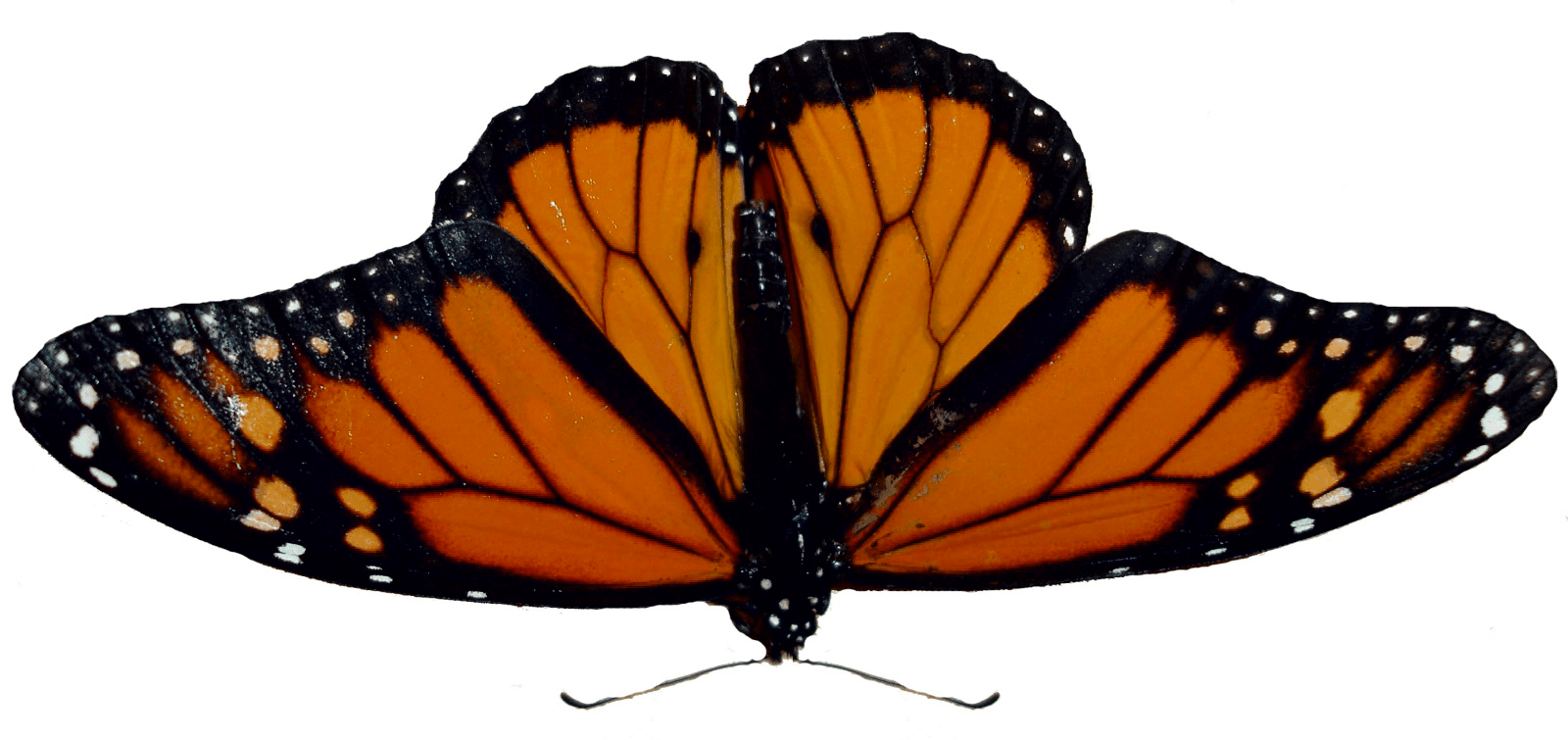 Butterfly Png Image Transparent PNG Image