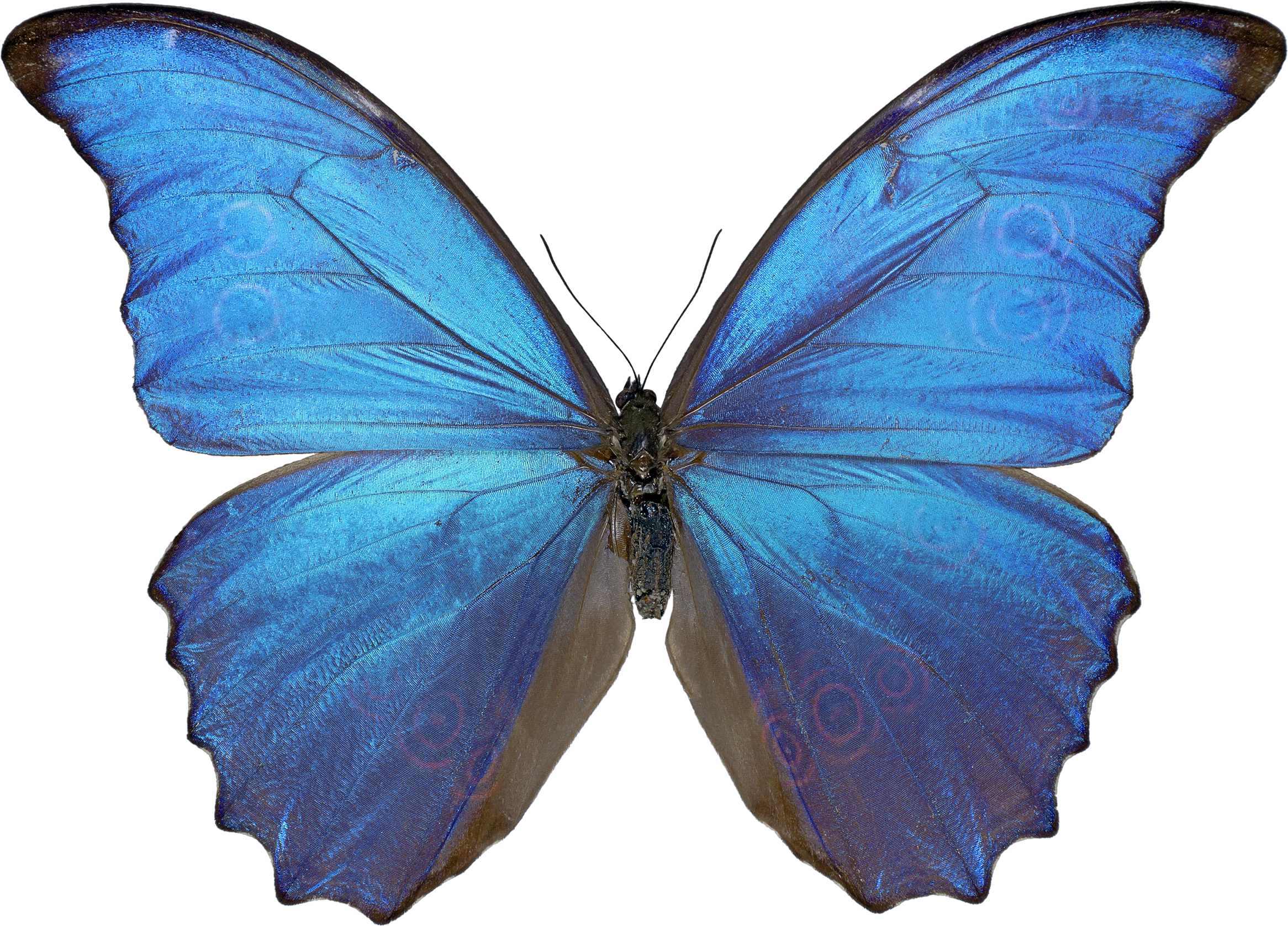 Blue Butterfly Free Clipart HD Transparent PNG Image