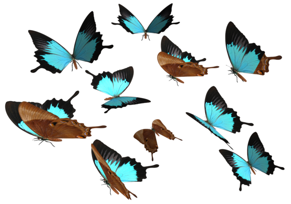 Blue Butterfly PNG Download Free Transparent PNG Image