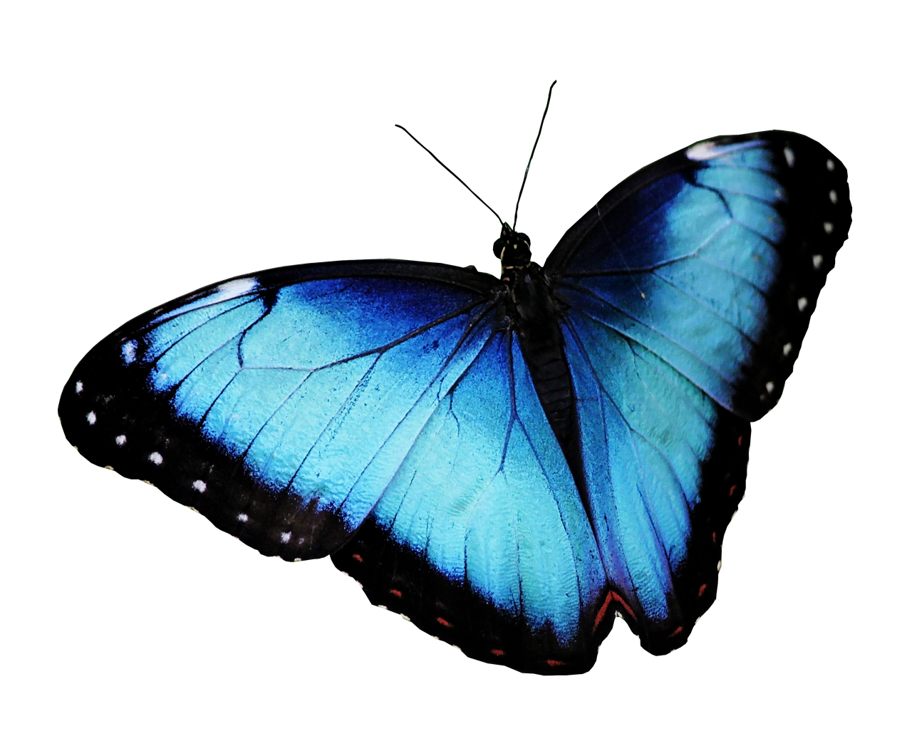 Blue Butterfly Free Transparent Image HD Transparent PNG Image