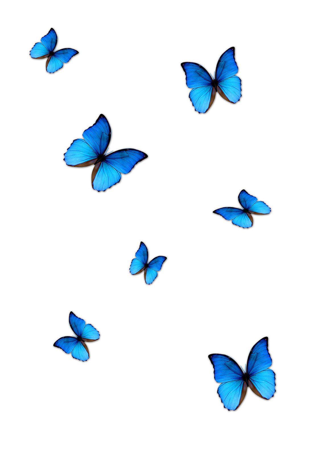 Blue Butterfly PNG Download Free Transparent PNG Image