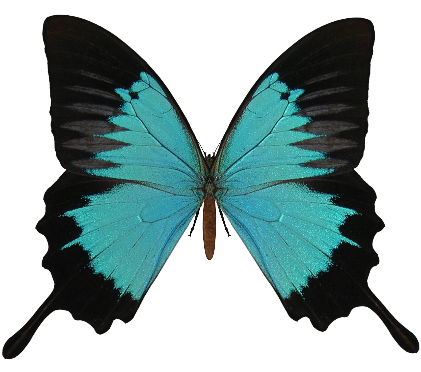 Butterfly Free Download Image Transparent PNG Image