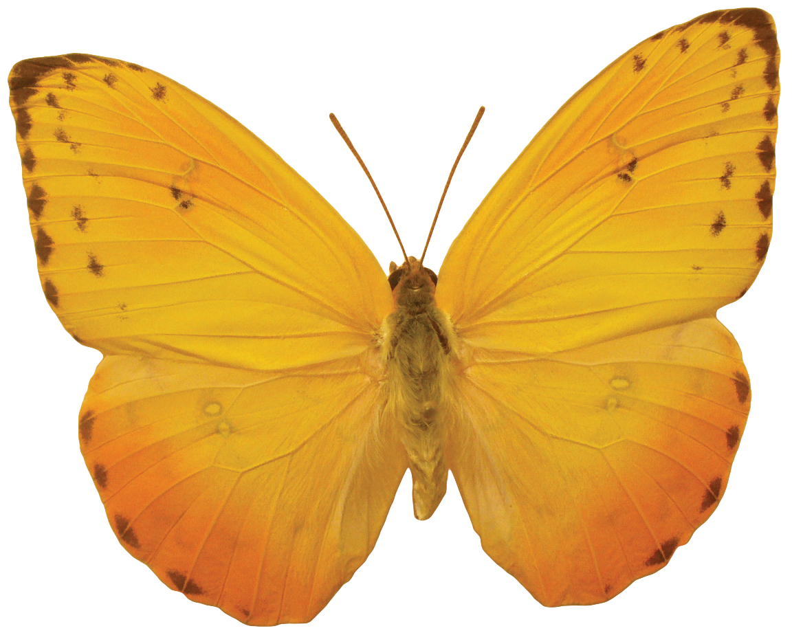 Butterfly Free Clipart HD Transparent PNG Image