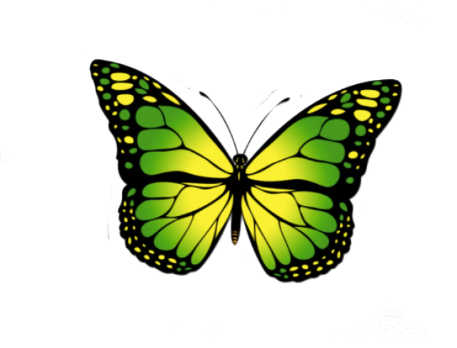 Butterfly Photos PNG Download Free Transparent PNG Image