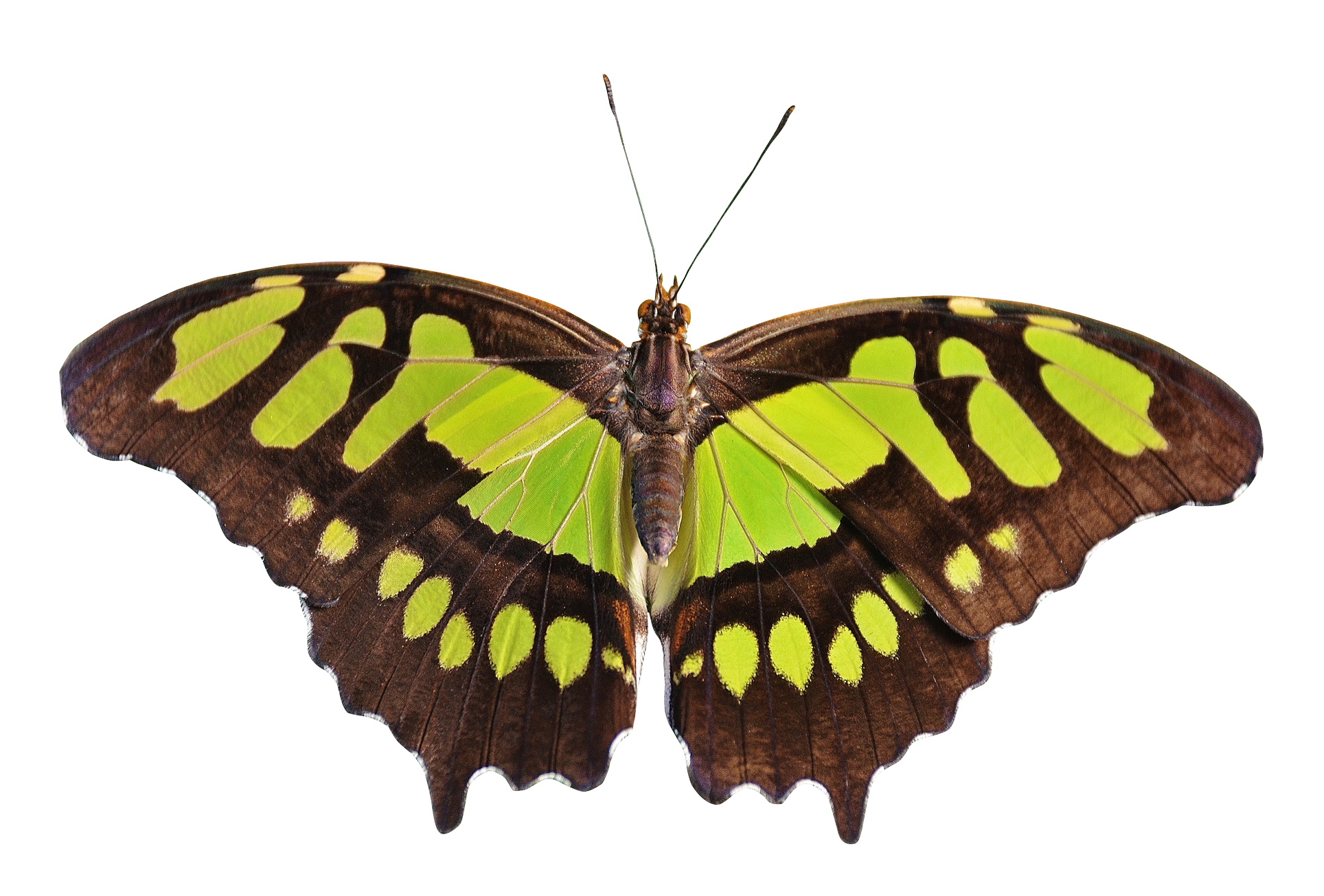 Butterfly Flying Free PNG HQ Transparent PNG Image