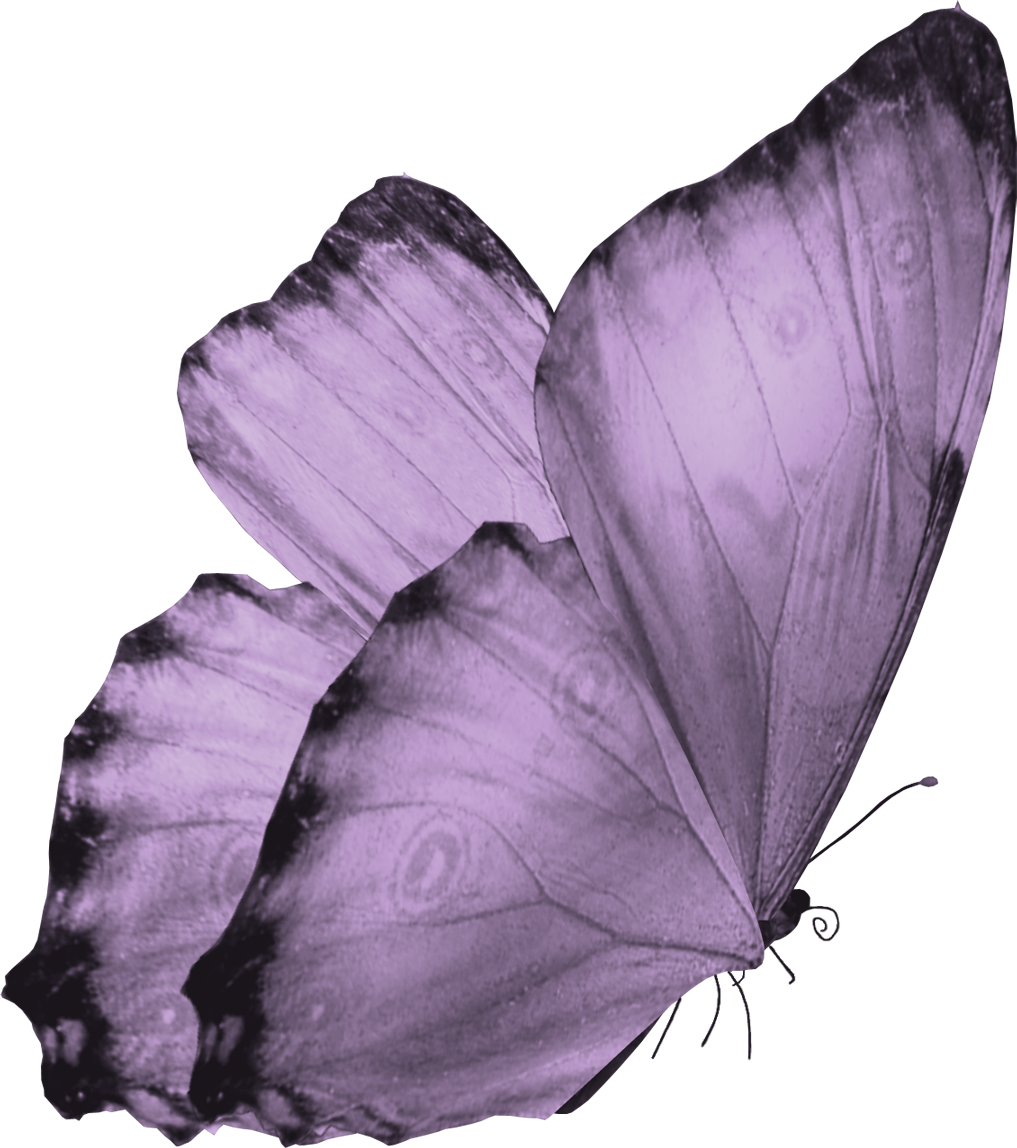 Butterfly Flying Free HQ Image Transparent PNG Image