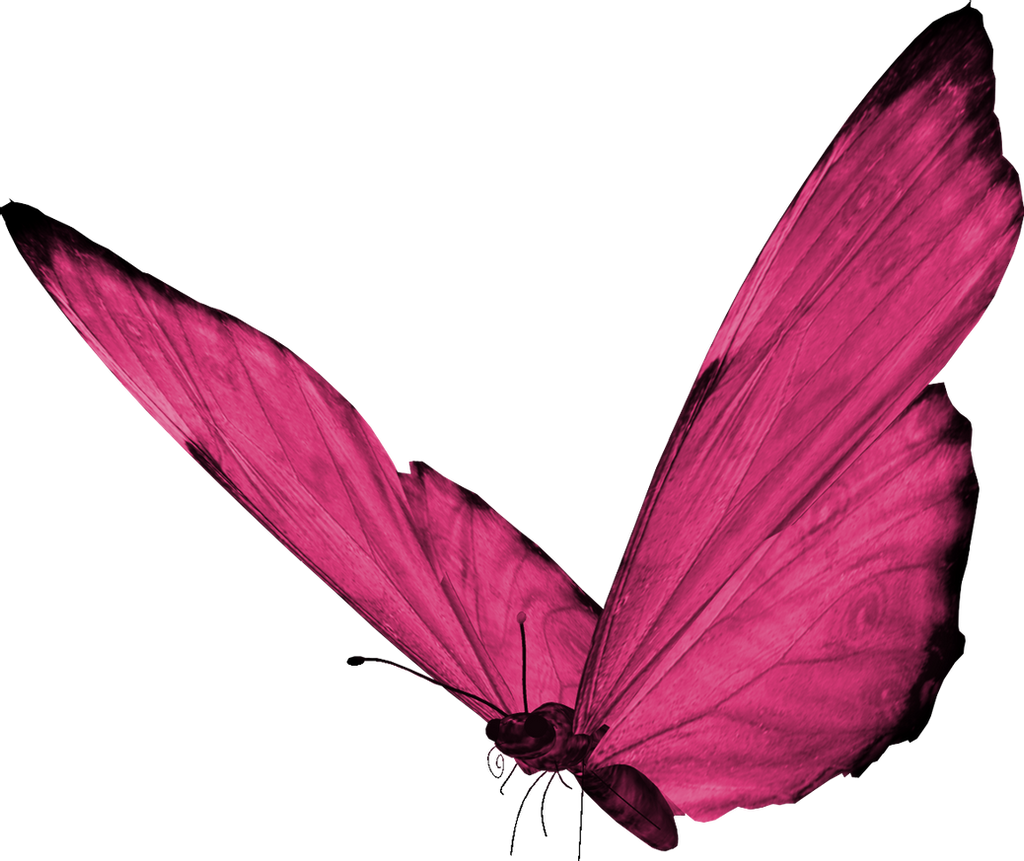 Pink Butterfly Free Download PNG HD Transparent PNG Image