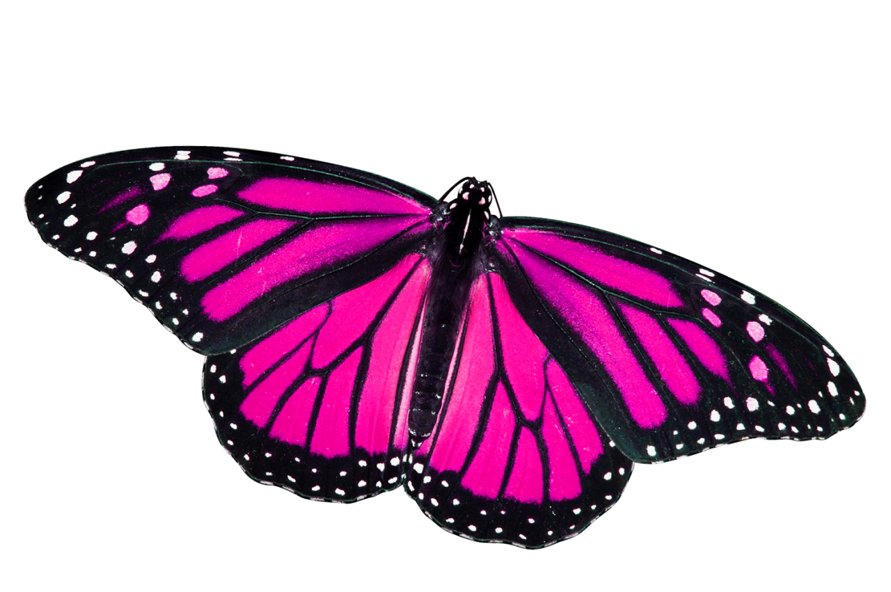 Pink Butterfly Free Download Image Transparent PNG Image