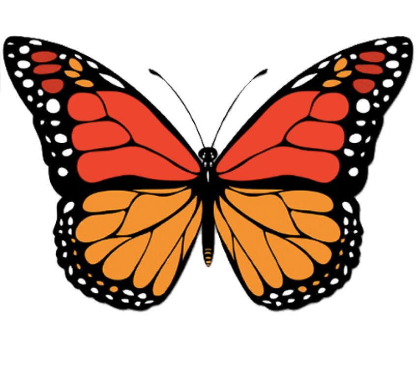 Butterfly Vector Free Download PNG HQ Transparent PNG Image