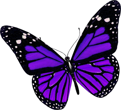 Purple Butterfly Png Image Transparent PNG Image