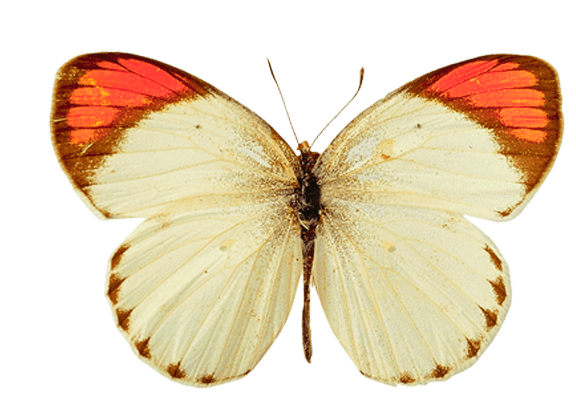 Butterfly Png Image Transparent PNG Image