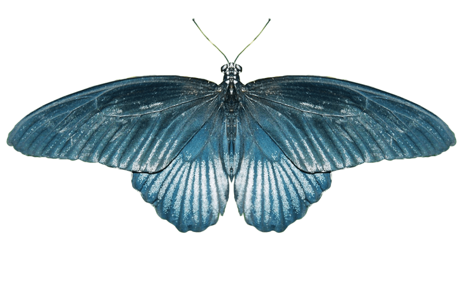 Butterfly Png Image Transparent PNG Image