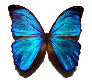 Blue Butterfly Png Image Transparent PNG Image