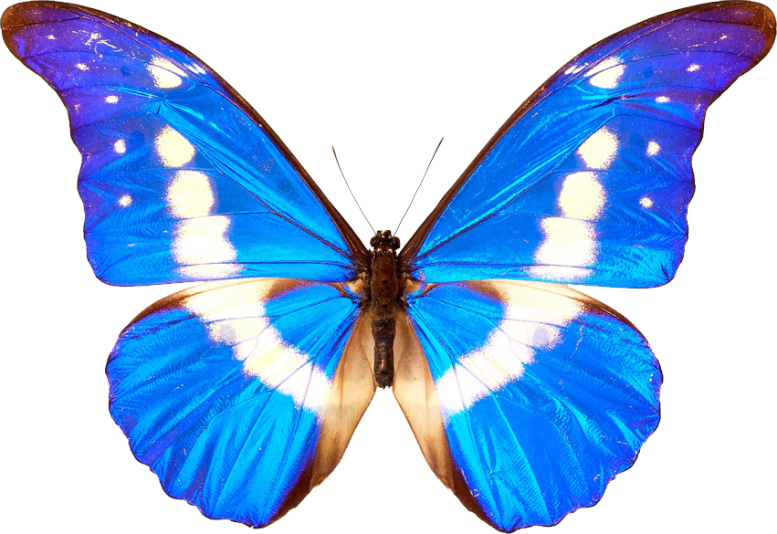 Butterfly Transparent Transparent PNG Image