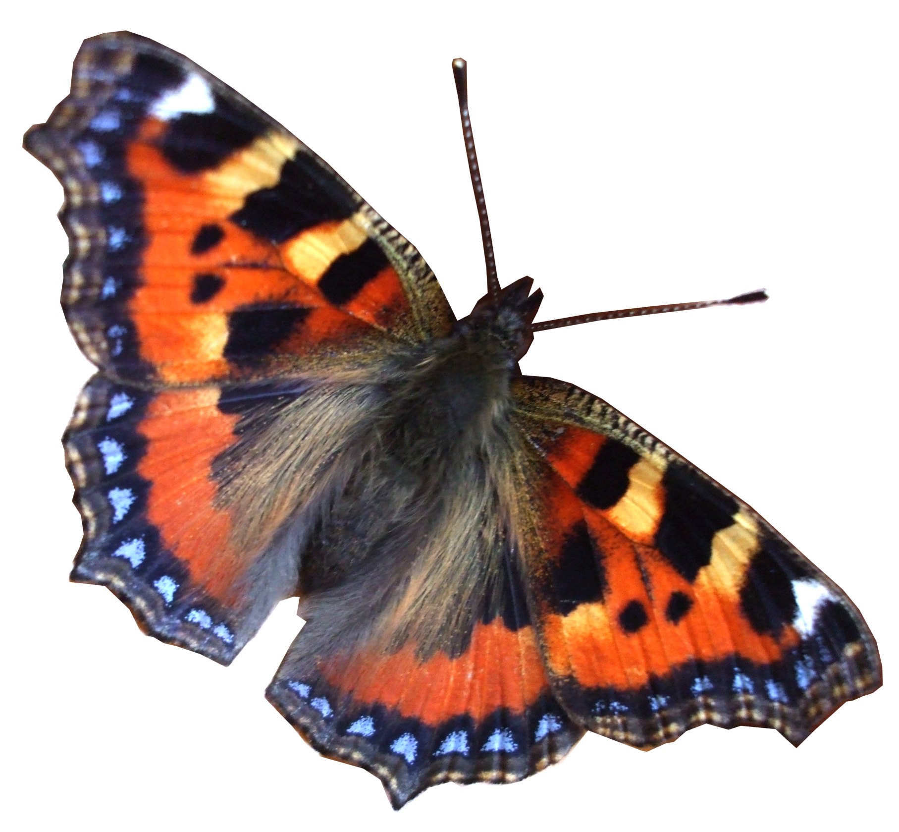 Real Butterfly Moth Transparent PNG Image