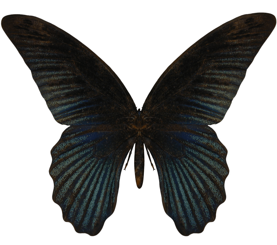 Butterfly Png Image Transparent PNG Image