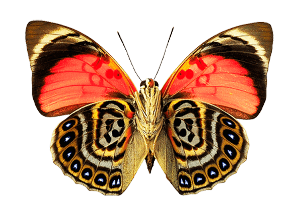 Butterfly Png Image Transparent PNG Image