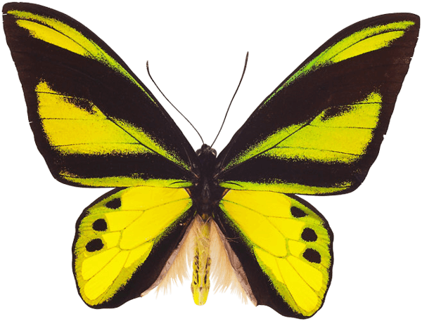 Flying Butterfly Png Image Transparent PNG Image