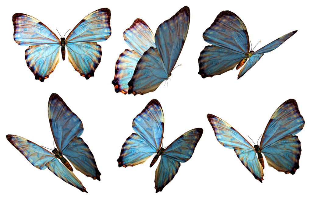 Butterfly Png 2 Transparent PNG Image