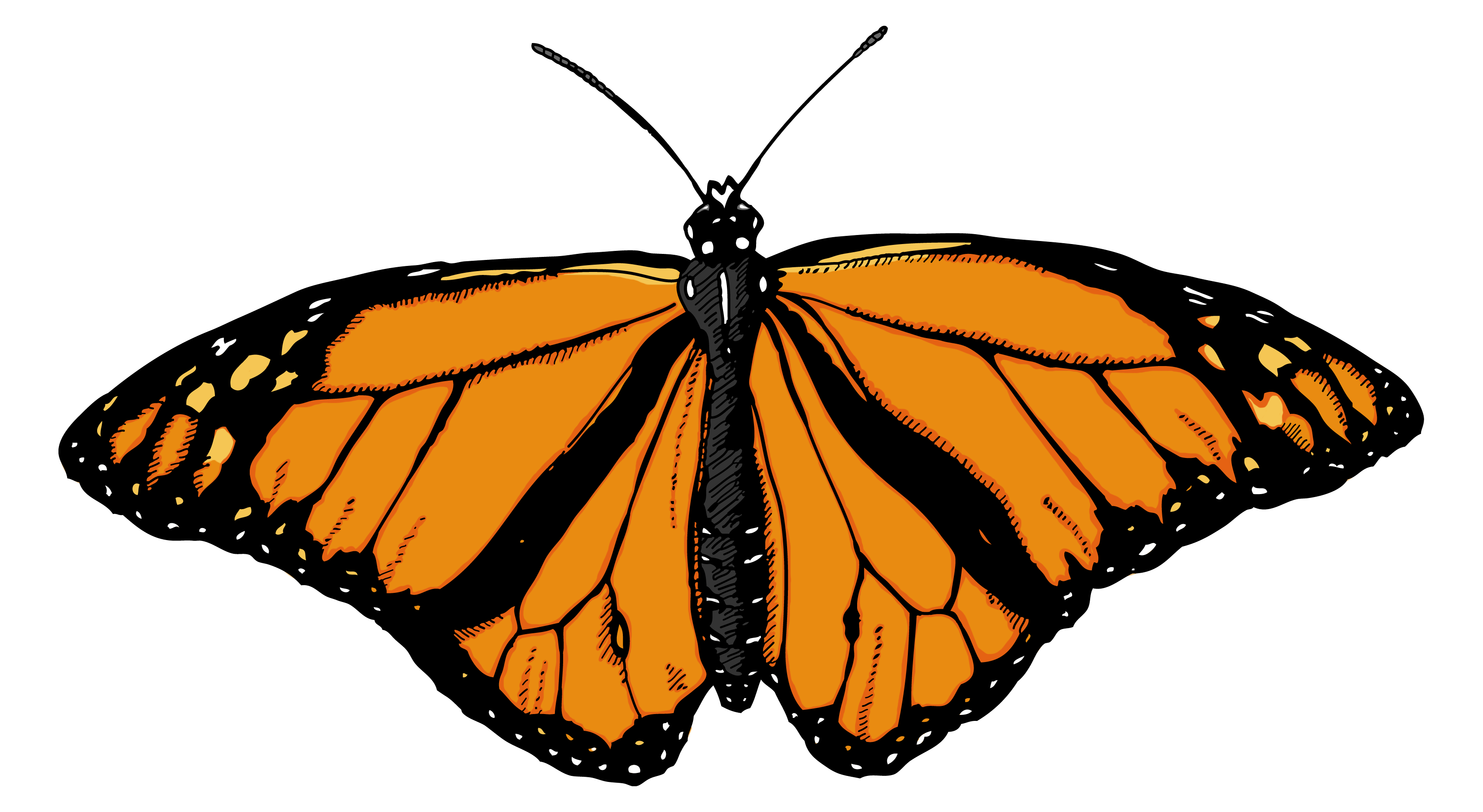 Butterfly Png Image Transparent PNG Image