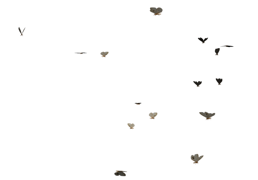 Butterflies Swarm Transparent PNG Image