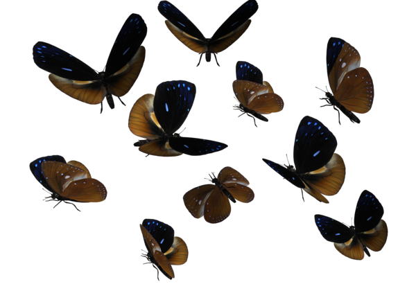 Butterflies Swarm Transparent Transparent PNG Image