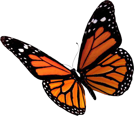 Flying Butterflies Clipart Transparent PNG Image