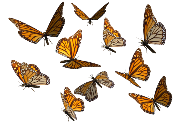 Butterflies Swarm Transparent Background Transparent PNG Image