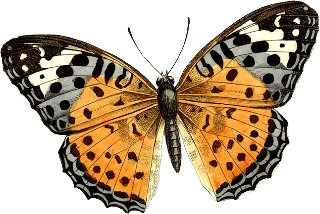 Butterfly Png Image Transparent PNG Image