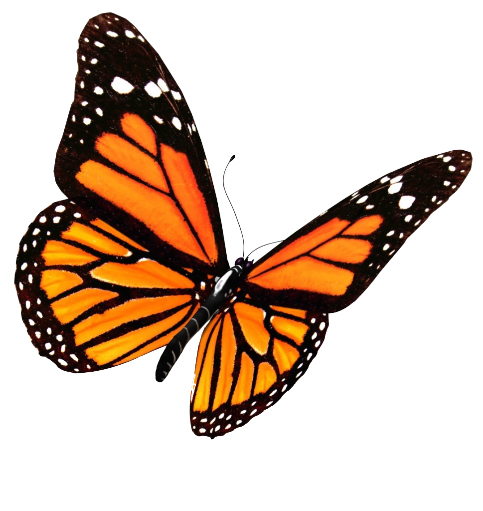 Flying Butterflies Transparent Image Transparent PNG Image