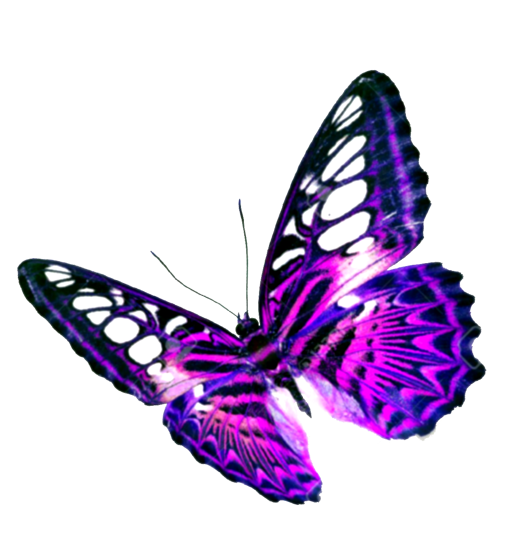 Purple Butterfly Transparent Background Transparent PNG Image