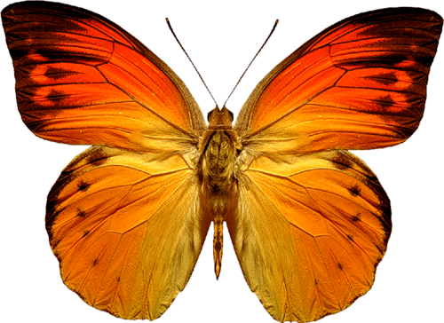 Orange Butterfly Png Image Butterflies Download Transparent PNG Image