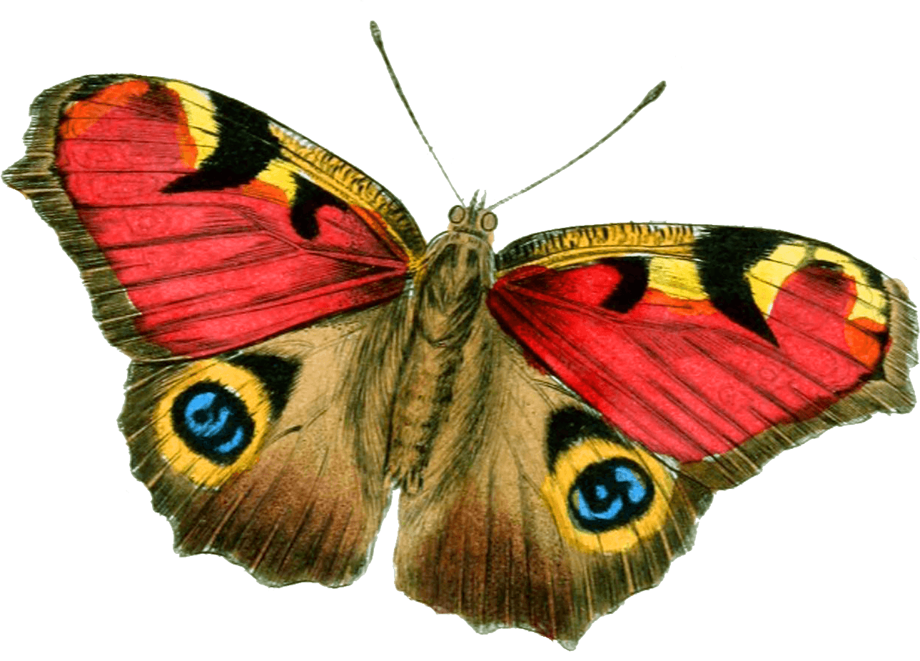 Butterfly Png Image Transparent PNG Image