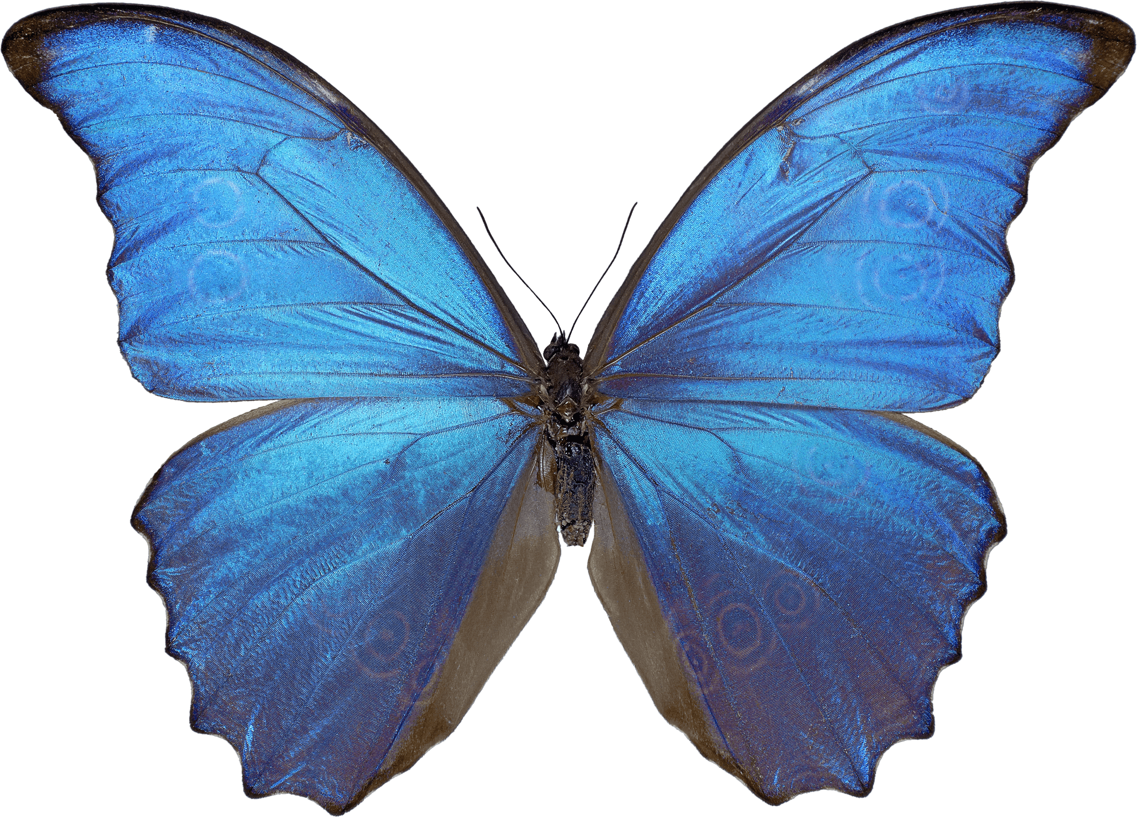 Butterfly Png Image Transparent PNG Image