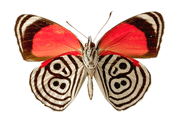 Butterfly Png Image Transparent PNG Image